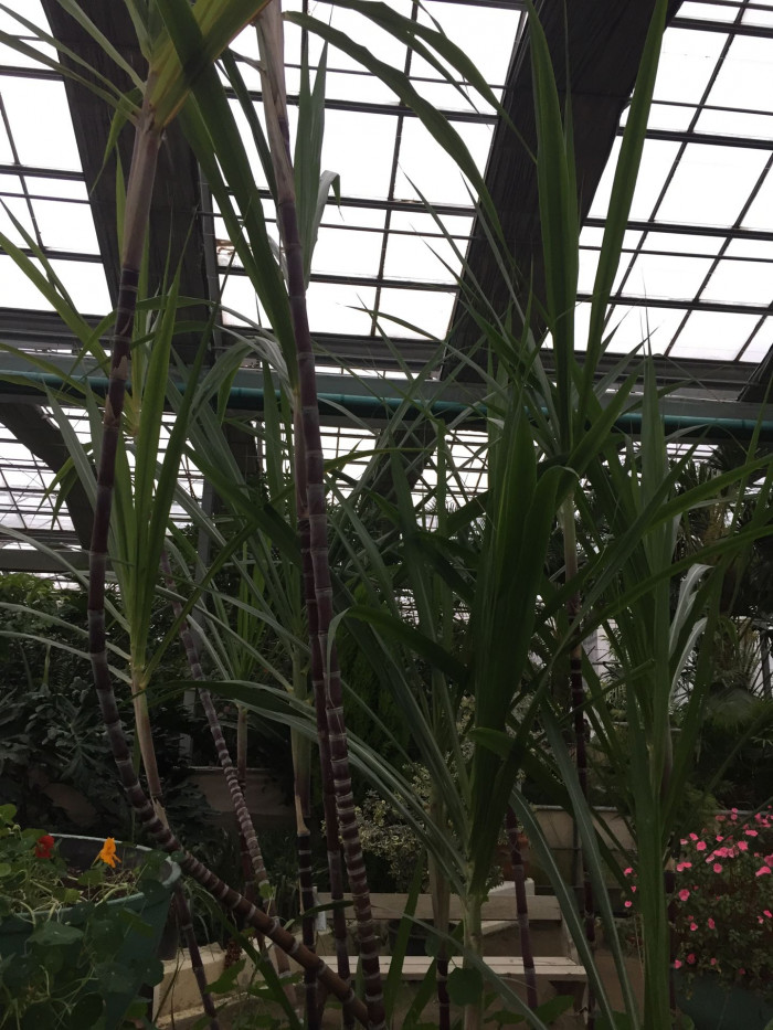 사탕수수 - sugarcane, Saccharum officinarum L.