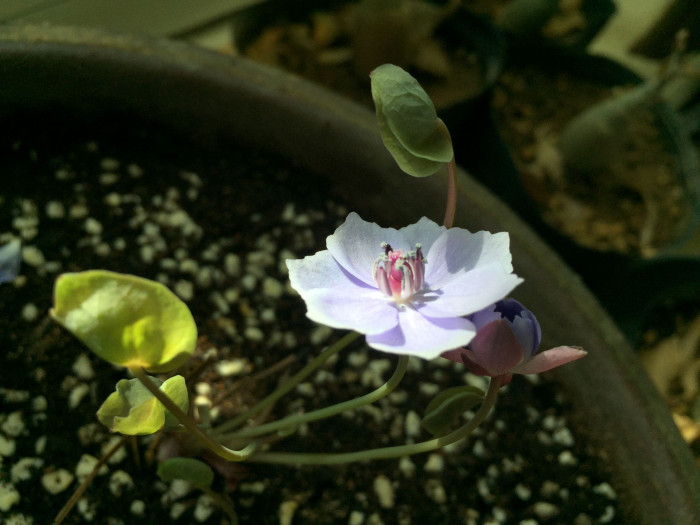 깽깽이풀 - Jeffersonia dubia