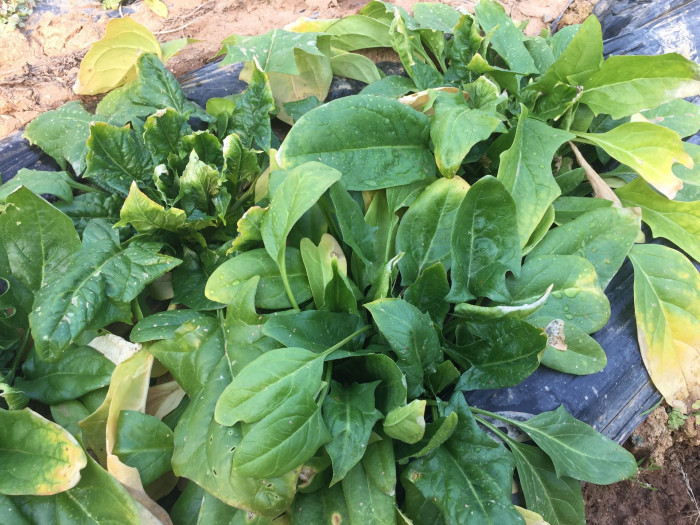 시금치 - Spinacia oleracea L.