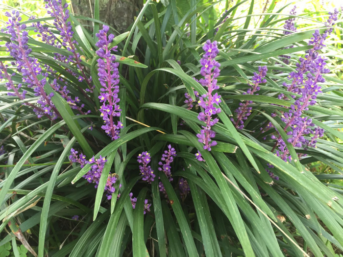 맥문동 - Liriope platyphylla