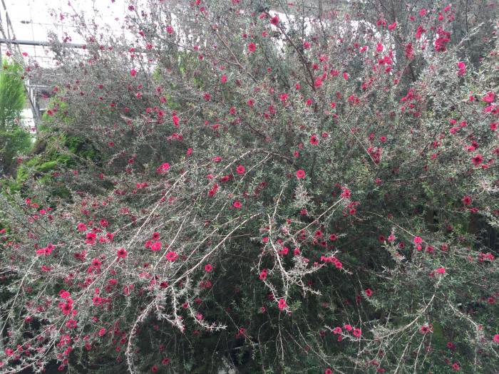 호주매화 - manuka, manuka myrtle, Tea tree, Leptospermum scoparium
