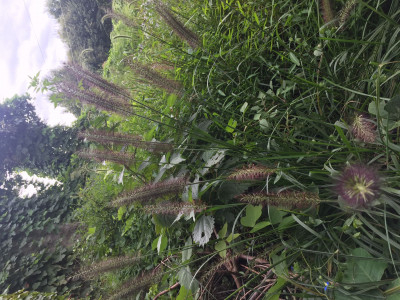 수크령 사진 - Pennisetum alopecuroides Photos