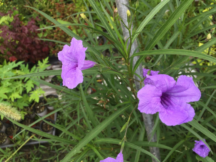 루엘리아 - Mexican petunia, Ruellia brittoniana