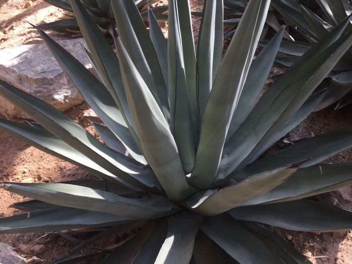 아가베 니그라 - Agave nigra hort. 