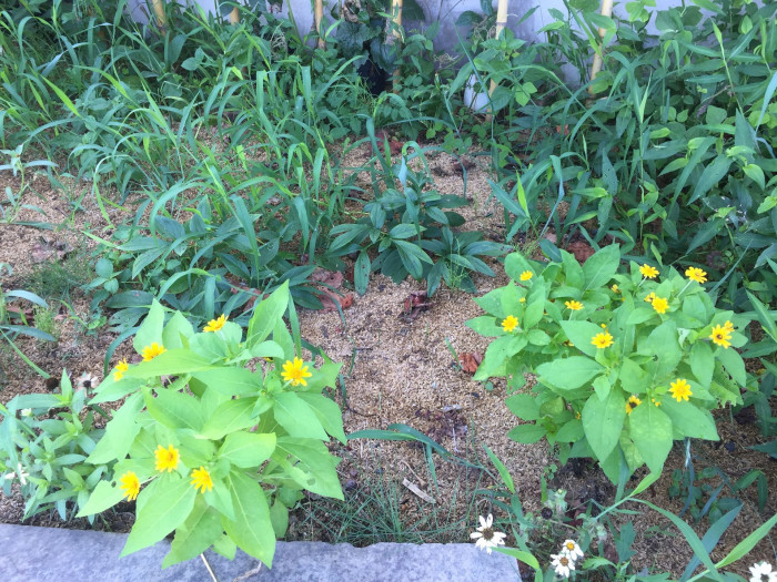 멜란포디움 - Medallion plant, Butter Daisy, Star Daisy, Gold Medallion Flower, Melampodium paludosum