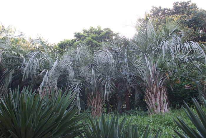 뷰티아야자 - Jelly palm, Butia odorata (Barb.Rodr.) Noblick