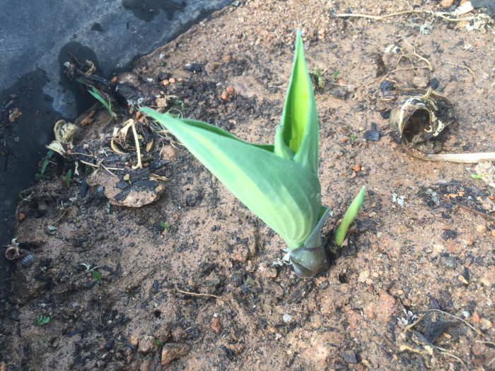 옥잠화 - Plantain lily, Hosta plantaginea (Lam.) Aschers.