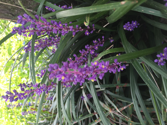 맥문동 - Liriope platyphylla
