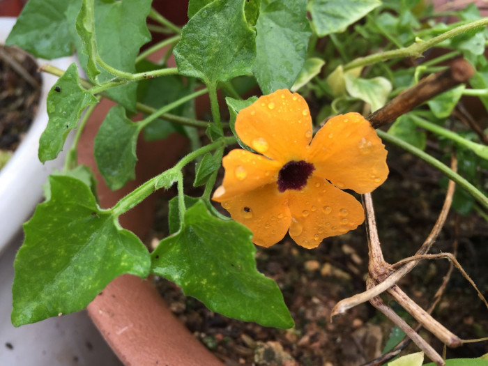 아프리카 나팔꽃 - Black-eyed Susan vine, Thunbergia alata