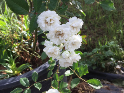 덩굴장미 사진 - Rosa multiflora Thunb. var. platyphylla Thory Photos