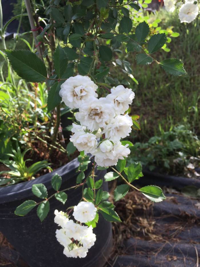 덩굴장미 - Rosa multiflora Thunb. var. platyphylla Thory