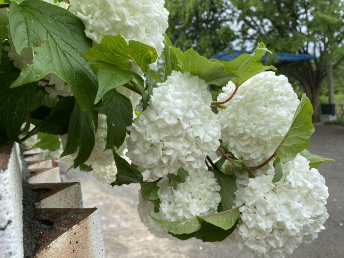 나무수국 - 스노우볼, Hydrangea paniculata Siebold for. paniculata