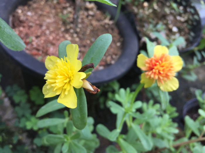 포테리카 - umbraticola, Portulaca umbraticola