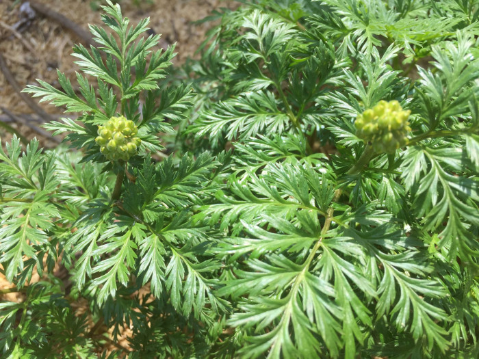 복수초 - Adonis amurensis