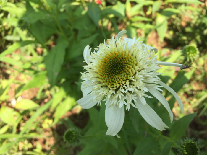 에키네시아 - eastern purple coneflower, hedgehog coneflower, purple coneflower, Echinacea purpurea
