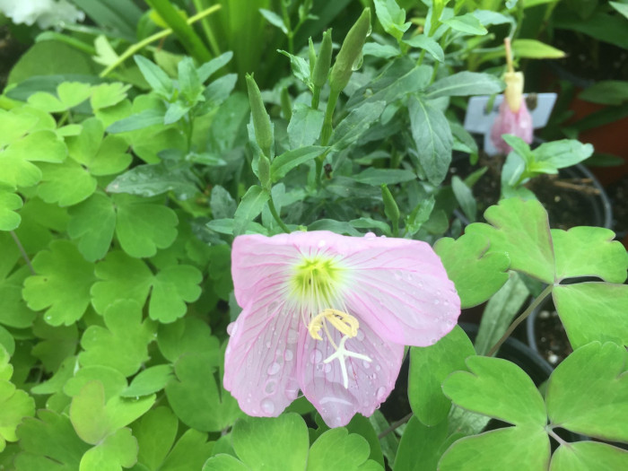 낮달맞이 - Mexican evening primrose, Oenothera speciosa
