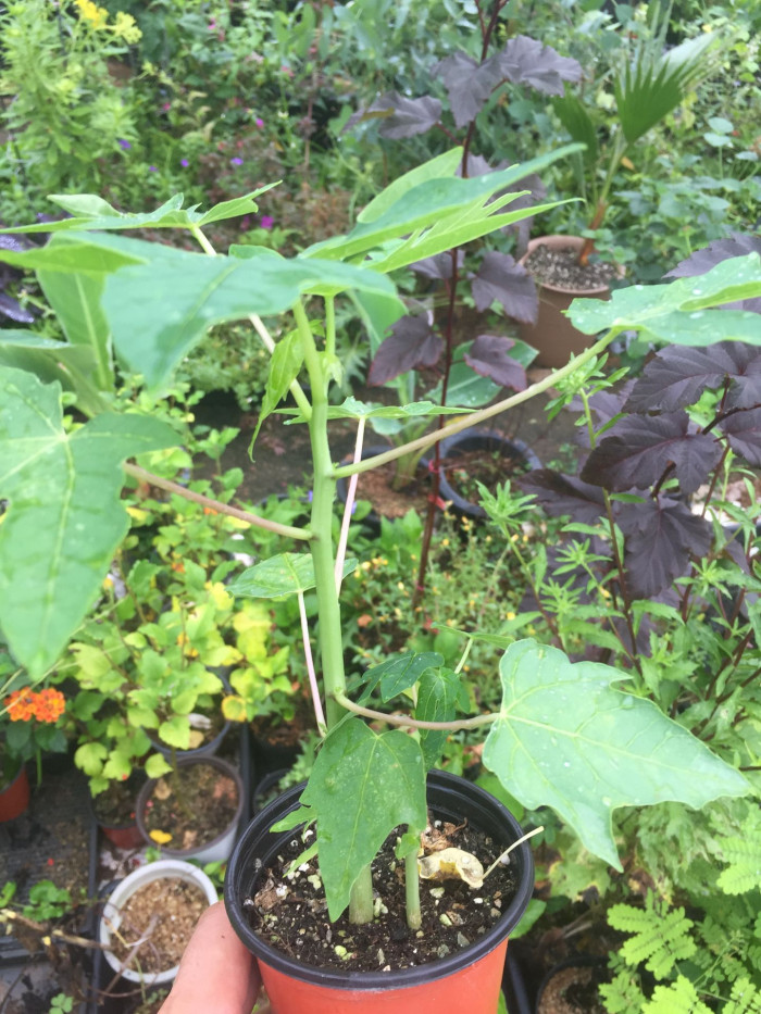 파파야 - Papaya, Carica papaya