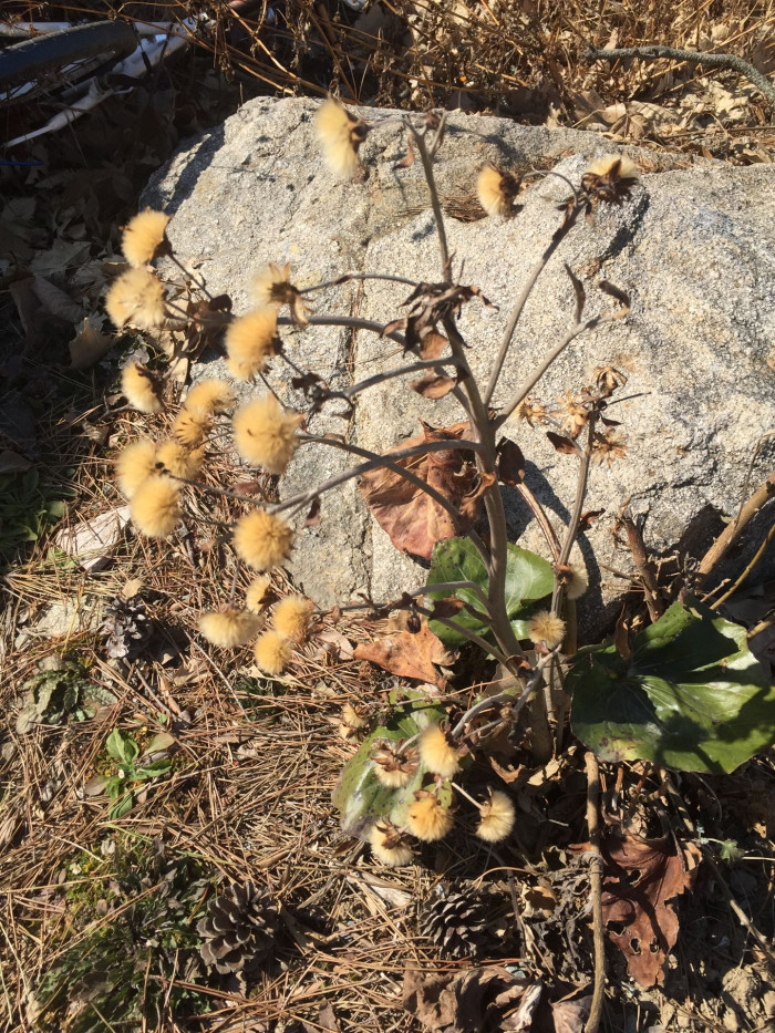 털머위 - Farfugium japonicum (L.) Kitam.