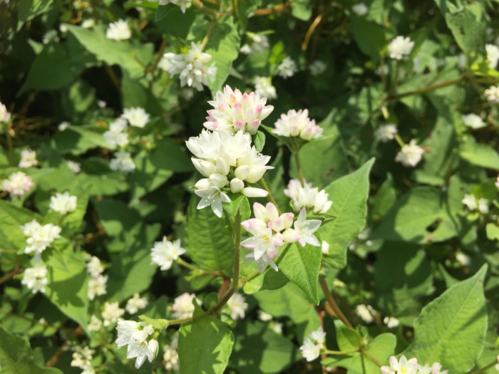고마리 - Korean perisica, Persicaria thunbergii (Siebold & Zucc.) H.Gross ex Nakai