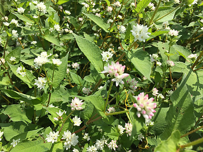며느리밑씻개 사진 - Persicaria senticosa (Meisn.) H.Gross ex Nakai var. senticosa Photos