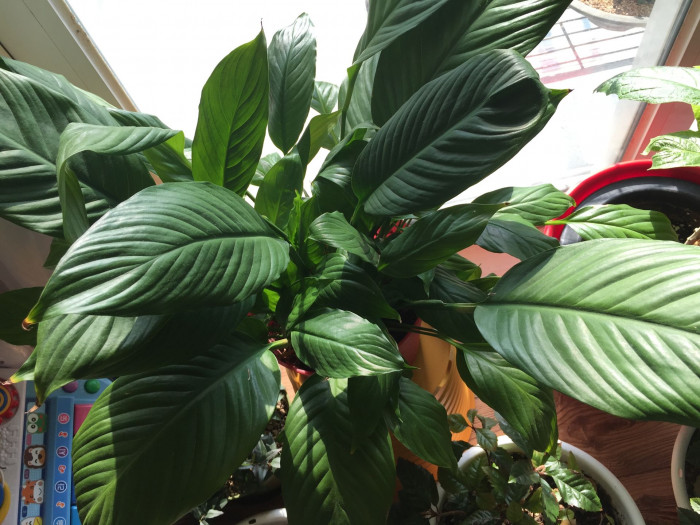 스파티필럼 - Peace Lily, Spathiphyllum