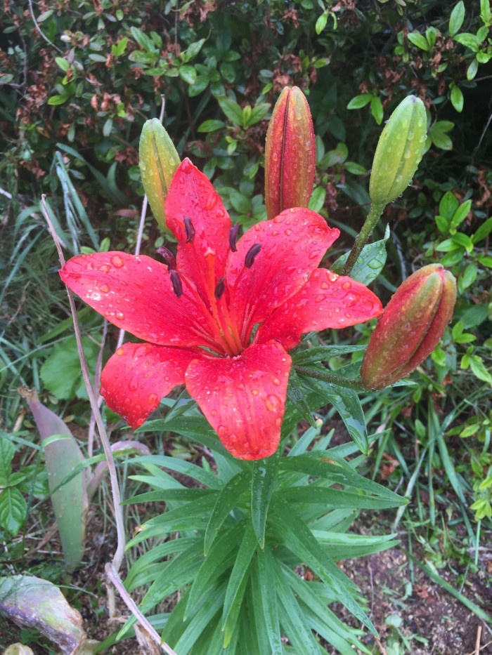 백합 - Lily, Lilium longiflorum Thunb.