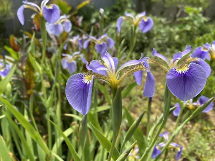 부채붓꽃 - Iris setosa Pall. ex Link