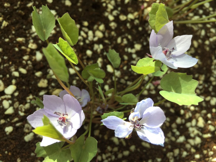 깽깽이풀 - Jeffersonia dubia