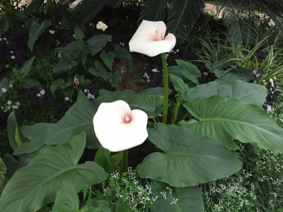 물카라 사진 - Zantedeschia sp. Photos