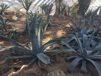 아가베 제브라 사진 - Agave zebra Photos
