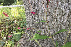 털여뀌 - Persicaria orientalis (L.) Spach