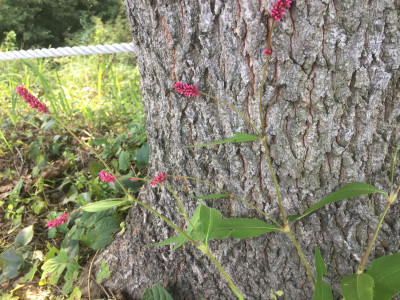 털여뀌 사진 - Persicaria orientalis (L.) Spach Photos