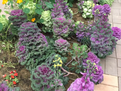 꽃양배추 사진 - Brassica oleracea L. var. botrytis L. Photos