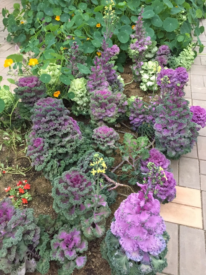 꽃양배추 - Brassica oleracea L. var. botrytis L.