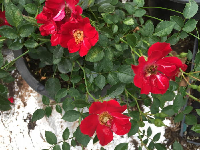 덩굴장미 - Rosa multiflora Thunb. var. platyphylla Thory