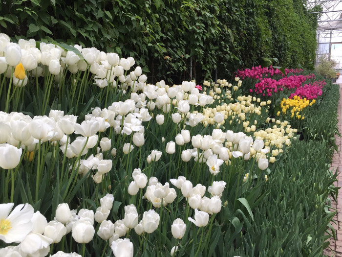 튤립 - Tulip, Tulipa gesneriana