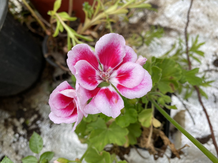 제라늄 - Geranium, Pelargonium inquinans
