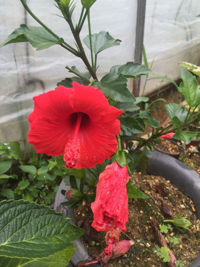 하와이무궁화 - hawaiian hibiscus, Hibiscus rosa-sinesis L.