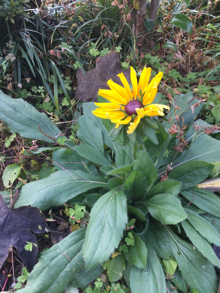 천인국 - Indian blanket, Gaillardia pulchella Foug.