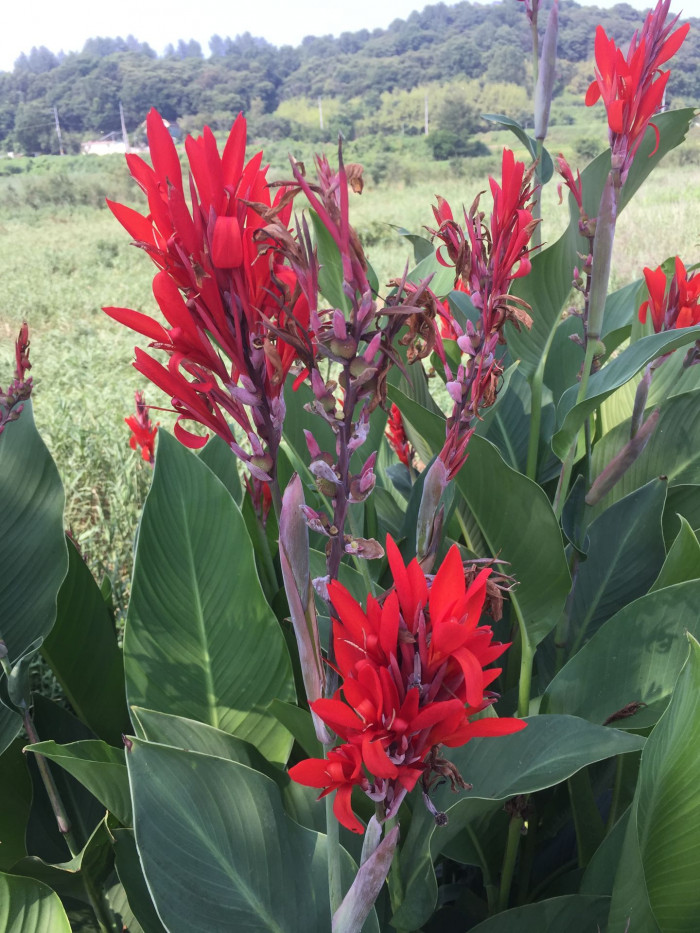 칸나 - Canna lily, Canna spp