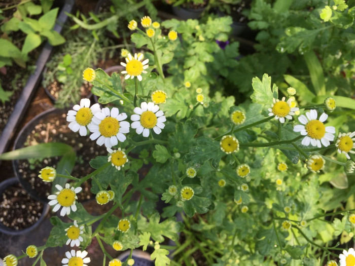 휘버휴 - Feverfew, Tanacetum parthenium