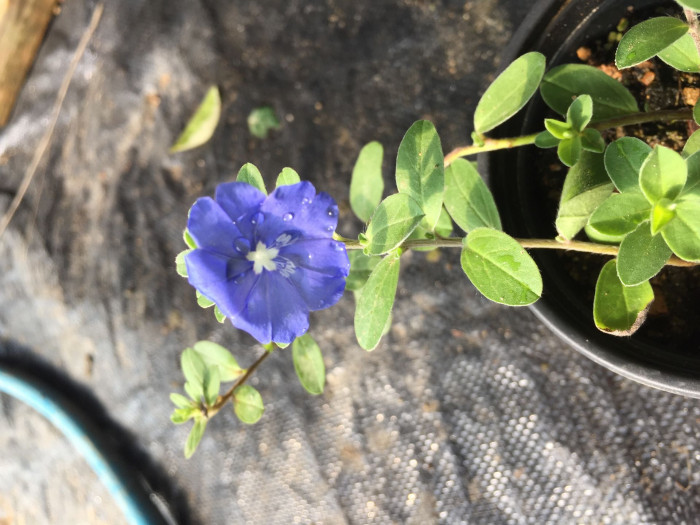 아메리칸블루 - American blue, blue daze, Evolvulus giomeratus