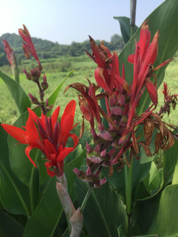 칸나 - Canna lily, Canna spp
