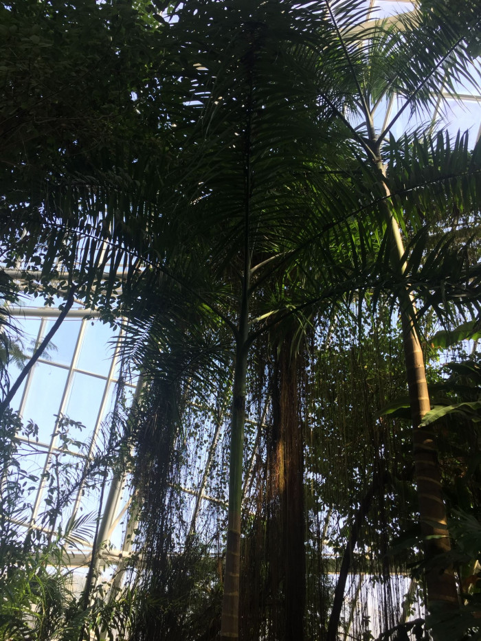 대왕야자 - Cuban royal palm, Florida royal palm, Roystonea regia