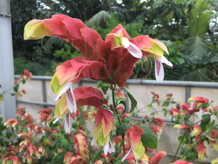 새우풀 - Mexican Shrimp Plant, Shrimp Plant, Shrimp Flower, False Hop, Justicia brandegeeana
