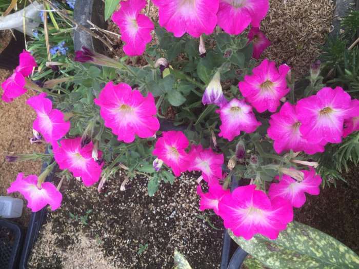 페튜니아 - Common Garden Petunia, Petunia hybrida