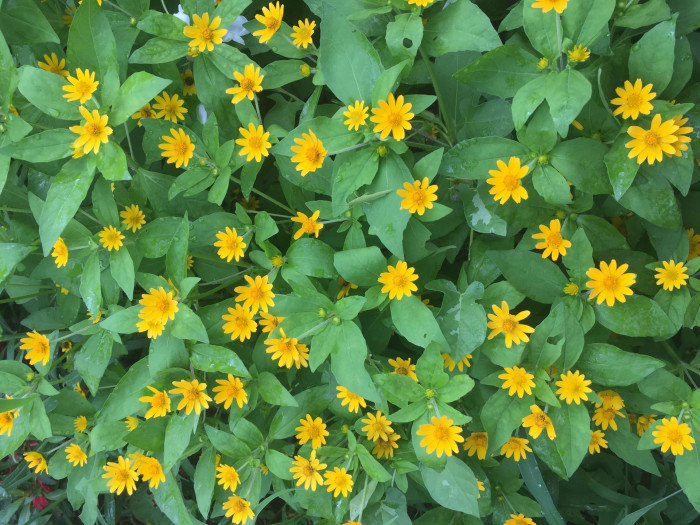 멜란포디움 - Medallion plant, Butter Daisy, Star Daisy, Gold Medallion Flower, Melampodium paludosum