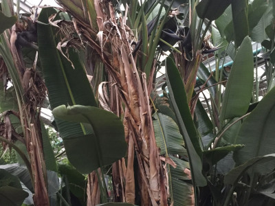 큰극락조화 사진 - Strelitzia nicolai Photos