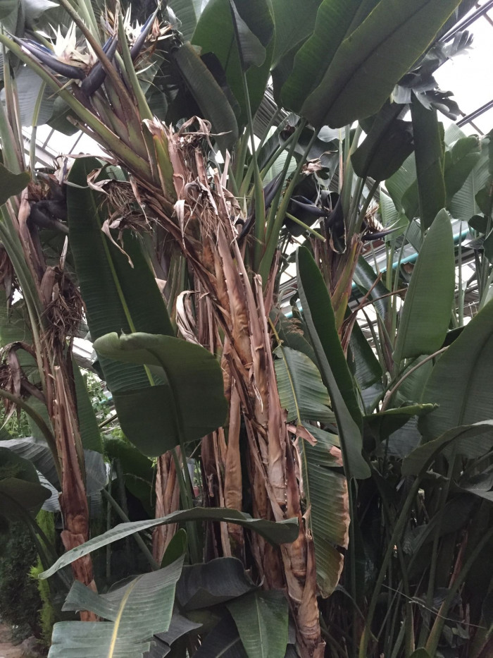 큰극락조화 - Bird of Paradise, Strelitzia nicolai