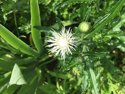 흰바늘엉겅퀴 사진 - Cirsium rhinoceros for. albiflorum Sakata Photos